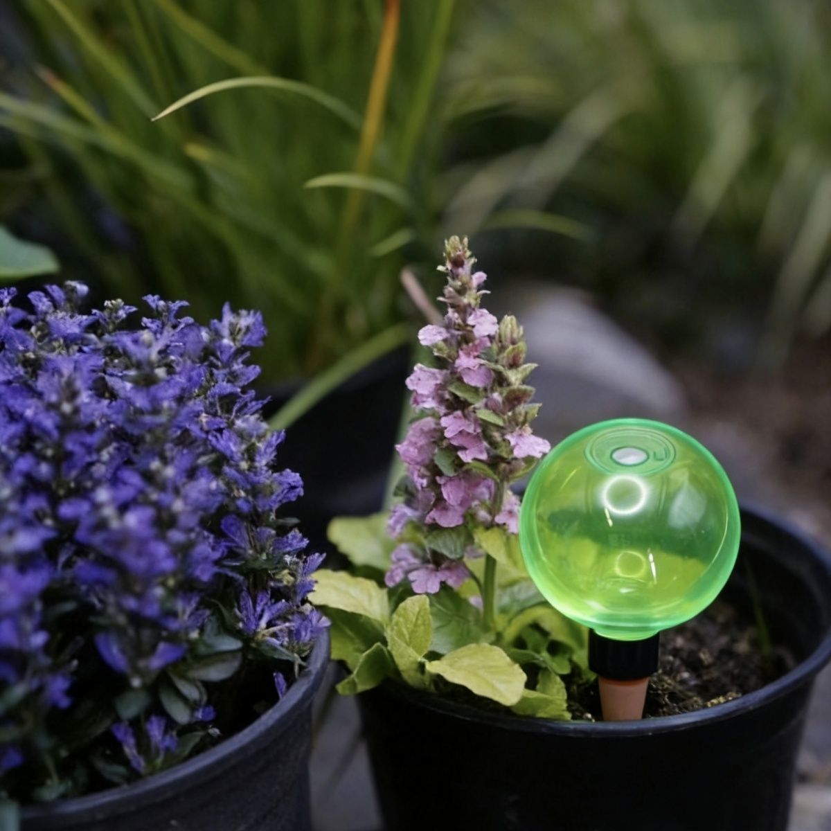 3 stuks grote planten zelfwate - Plant Watering Globe recensie en prijs